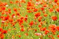 Poppy field. Red poppies and other wildflowers in the field. Summer nature.Concept: nature, spring, biology, fauna, environment Royalty Free Stock Photo