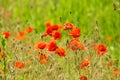 Poppy field. Red poppies and other wildflowers in the field. Summer nature.Concept: nature, spring, biology, fauna, environment Royalty Free Stock Photo