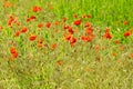 Poppy field. Red poppies and other wildflowers in the field. Summer nature.Concept: nature, spring, biology, fauna, environment Royalty Free Stock Photo