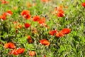 Poppy field. Red poppies and other wildflowers in the field. Summer nature.Concept: nature, spring, biology, fauna, environment Royalty Free Stock Photo