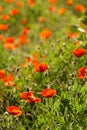 Poppy field. Red poppies and other wildflowers in the field. Summer nature.Concept: nature, spring, biology, fauna, environment Royalty Free Stock Photo