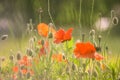 Poppy field. Red poppies and other wildflowers in the field. Summer nature.Concept: nature, spring, biology, fauna, environment Royalty Free Stock Photo