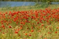 Poppy field