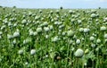 Papaver somniferum poppy field of green immature heads of poppy seedlings with poppies grown for pharmaceutical medical purposes