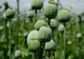 Papaver somniferum poppy field of green immature heads of poppy seedlings with poppies grown for pharmaceutical medical purposes