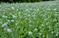 Papaver somniferum poppy field of green immature heads of poppy seedlings with poppies grown for pharmaceutical medical purposes