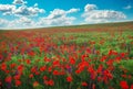 Poppy field in spring and cloudy sky. Flowering spring poppies among the wheat field. Beautiful nature Royalty Free Stock Photo
