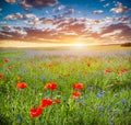 Poppy field, summer countryside landscape at sunset Royalty Free Stock Photo