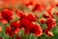 Poppy field at sunset with beautiful red flowers backlit by setting sun. Nature background. Beautiful summer landscape Royalty Free Stock Photo