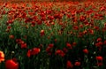 Poppy field at sunset with beautiful red flowers backlit by setting sun. Nature background. Beautiful summer landscape Royalty Free Stock Photo