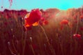 Poppy field at sunset with beautiful red flowers backlit by setting sun Royalty Free Stock Photo