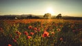 Poppy Field at sunset, Midlothian, Scotland