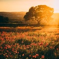 Poppy Field at sunset, Midlothian, Scotland