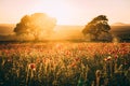 Poppy Field at sunset, Midlothian, Scotland
