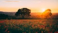 Poppy Field at sunset, Midlothian, Scotland