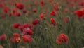 Poppy Field At Sunset. Poppies Bloom Full HD Footage
