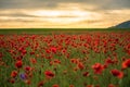 Poppy field at sunset. Royalty Free Stock Photo