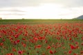 Poppy field at sunset Royalty Free Stock Photo