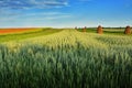 Poppy Field in Transylvania, Romania Royalty Free Stock Photo