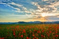 Poppy Field in Transylvania, Romania Royalty Free Stock Photo