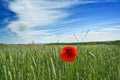 Poppy Field in Transylvania, Romania Royalty Free Stock Photo