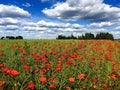 Poppy field under a beautiful sky.