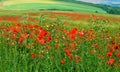 Poppy field with undulating hills Royalty Free Stock Photo