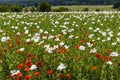 Poppy field, Vysoocina near Zdar nad Sazavou, Czech Republic