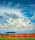 Poppyfield among wheat, beautiful clouds in the sky Royalty Free Stock Photo