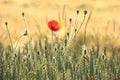 Poppy in the field of wheat on a sunnny spring morning Royalty Free Stock Photo