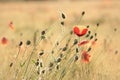 Poppy in the field of wheat on a sunnny spring morning Royalty Free Stock Photo