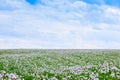 Poppy field. White opium poppy blossom in the Czech Republic. Soft focus