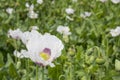 Poppy field Royalty Free Stock Photo