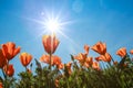 Poppy field and wild flowers in sunlight under a blue sky Royalty Free Stock Photo