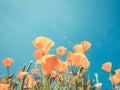 Poppy field and wild flowers in sunlight under a blue sky Royalty Free Stock Photo