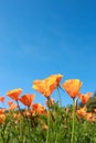 Poppy field and wild flowers in sunlight under a blue sky Royalty Free Stock Photo