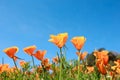 Poppy field and wild flowers in sunlight under a blue sky Royalty Free Stock Photo