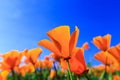 Poppy field and wild flowers in sunlight under a blue sky Royalty Free Stock Photo