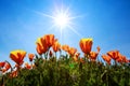 Poppy field and wild flowers in sunlight under a blue sky Royalty Free Stock Photo