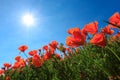 Poppy field and wild flowers in sunlight under a blue sky Royalty Free Stock Photo