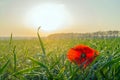 Poppy in a field of winter wheat in late autumn at sunset under a clear sky with small clouds Royalty Free Stock Photo