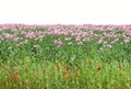 Poppy fields Royalty Free Stock Photo