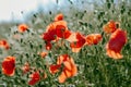 Poppy fields background