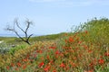 Poppy fields on the Black Sea shore Royalty Free Stock Photo