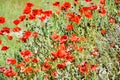 Poppy fields on the Black Sea shore Royalty Free Stock Photo