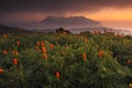 Poppy Fields, chiangmai, Thailand Royalty Free Stock Photo