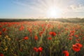 Poppy fields in Cornwall UK with sunlight and sunrays Royalty Free Stock Photo