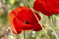 Poppy fields in an English summer