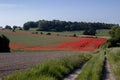 Poppy fields in the heart of Hampshire.