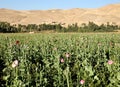 Poppy fields near Dowlatyar in Ghor Province, Afghanistan Royalty Free Stock Photo